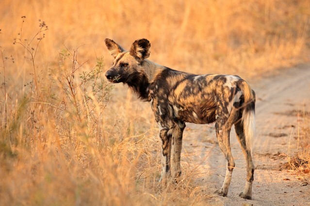 African wild dog or painted hunting dog (Lycaon pictus), Sabie-Sand nature reserve, South Africa